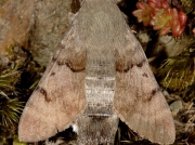 1984 Hummingbird Hawk-moth (Macroglossum stellatarum)