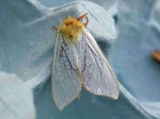 0014 Ghost Moth (Hepialus humuli) - male