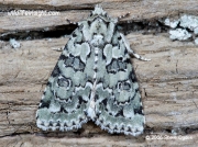 2295 Marbled Green (Cryphia muralis) © Steve Ogden