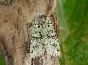 2247 Merveille du Jour (Dichonia aprilina)