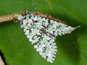 2247 Merveille du Jour (Dichonia aprilina)