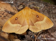 Female Oak Eggar (Lasiocampa quercus) © 2006 Steve Ogden