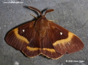 Male Oak Eggar (Lasiocampa quercus) © 2006 Steve Ogden