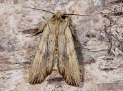 2236 Pale Pinion (Lithophane hepatica)