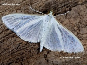 1408 Palpita vitrealis