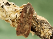 2119 Pearly Underwing (Peridroma saucia)