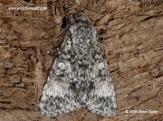 2278 Poplar Grey moth (Acatecronicta megacephala) © 2006 Steve Ogden
