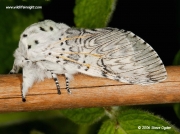 1995 Puss Moth (Cerura vinula)