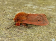 2064 Ruby Tiger (Phragmatobia fuliginosa)