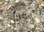 2354 Sandhill Rustic (Luperina nickerlii) subspecies leechi