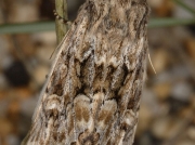 2354 Sandhill Rustic (Luperina nickerlii) subspecies leechi