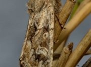 2354 Sandhill Rustic (Luperina nickerlii) subspecies leechi