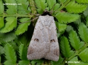 2467 - Scarce-Blackneck-moth-Lygephila-craccae