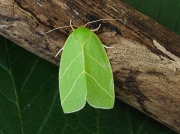2421 Scarce Silver-lines (Bena bicolorana)