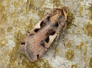 2126 Setaceous Hebrew Character (Xestia c-nigrum)