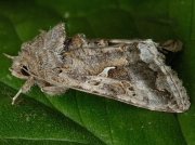 2441 Siver Y (Autographa gamma) grey form