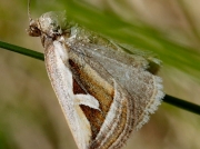 2412 Silver Hook (Deltote uncula)