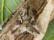 2441 Silver Y (Autographa gamma)