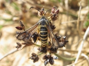 0382 Six-belted Clearwing (Bembecia ichneumoniformis)
