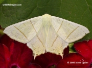 1922 Swallow-tailed Moth (Ourapteryx sambucaria)