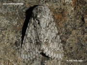 2279 The Sycamore moth (Acronicta aceris) © 2006 Steve Ogden