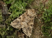 2167 Tawny Shears (Hadena perplexa)