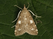 Udea olivalis