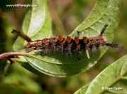The Vapourer Moth caterpillar (Orgyia antiqua) © 2005 Steve Ogden