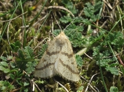 1968 Yellow Belle (Semiaspilates ochrearia)