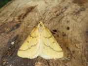 1968 Yellow Belle (Semiaspilates ochrearia)