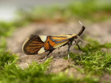 0652 Alabonia geoffrella