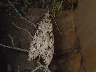 0663 Diurnea fagella