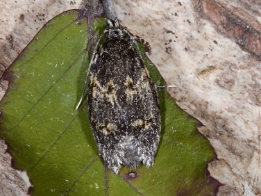 0663 Diurnea fagella - female