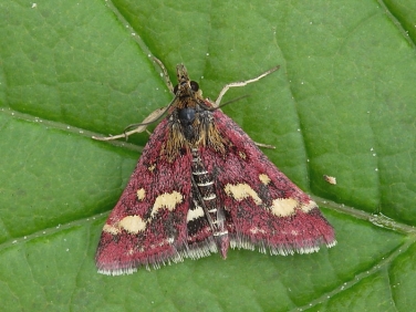 1362 Pyrausta purpuralis
