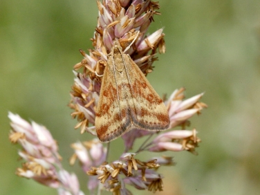 1365 Pyrausta despicata