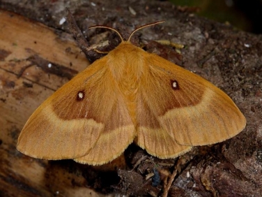 1637 Oak Eggar (Lasiocampa quercus) - female