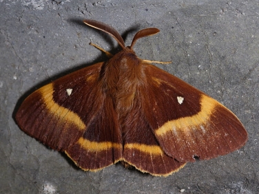 1637 Oak Eggar (Lasiocampa quercus) - male