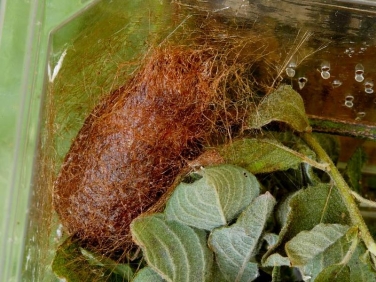 1643 Emperor Moth (Saturnia pavonia) - pupa