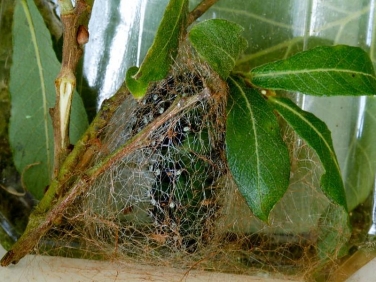 1643Emperor Moth (Saturnia pavonia) - pupating