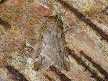 1663 March Moth (Alsophila aescularia)
