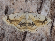 1676 The Mocha (Cyclophora annularia)