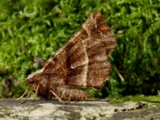 1917 Early Thorn (Selenia dentaria)