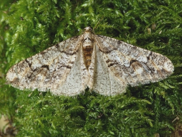 1932 Spring Usher (Agriopis leucophaearia)