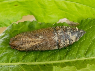 1976 Privet Hawk-moth (Sphinx ligustri) - pupa