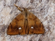 2026 The Vapourer (Orgyia antiqua)