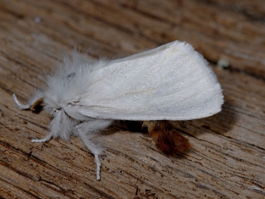 2029brown-tail