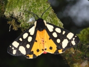 2058 Cream-spot Tiger (Arctia villica)