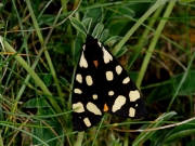 2058 Cream-spot Tiger (Arctia villica)