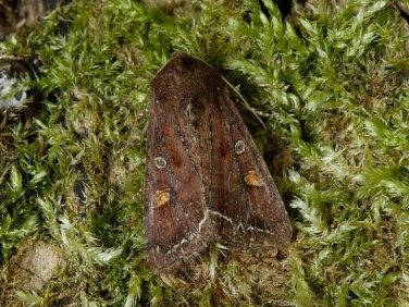 2160 Bright-line Brown-eye (Lacanobia oleracea)