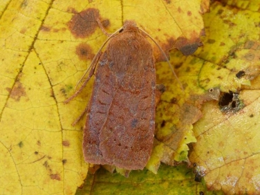 2258 The Chestnut (Conistra vaccinii)